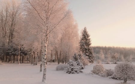 Winter in Latvia - hoarfrost, trees, snow, winter, latvia, birches