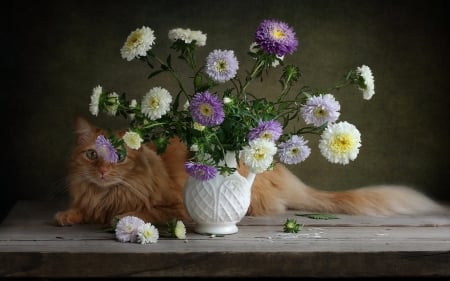 Asters and Cat - vase, cat, asters, still life