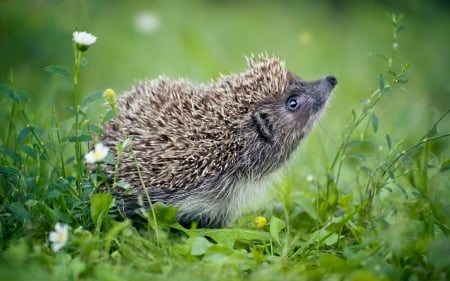 Hedgehog - small, meadow, animal, hedgehog