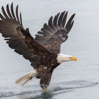 Bald Eagle Fishing