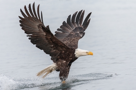 Bald Eagle Fishing - Birds & Animals Background Wallpapers on Desktop ...