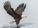 Bald Eagle Fishing