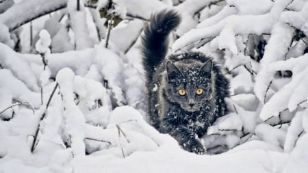 :-) - cold, cat, snow, winter, funny