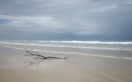 Ocean Beach - beach, ocean, sand, branch