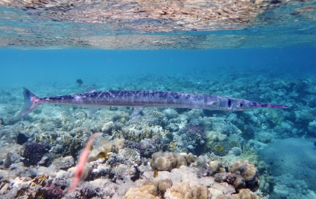 red sea houndfish - coral, red, houndfish, sea