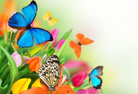 Butterfly - flowers, college, nature, moth