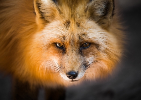 Fox - vulpe, animal, fox, face, orange