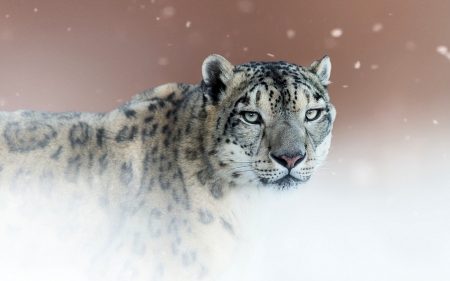 Snow Leopard