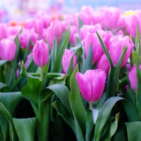 Tulips