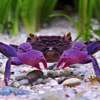 vampire crab