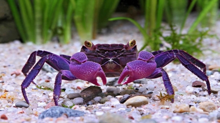 vampire crab - stones, vampire, grass, crab