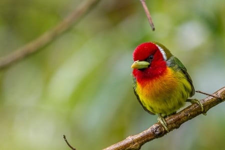 Bird - red, andean eubucco, bird, yellow, pasari, green