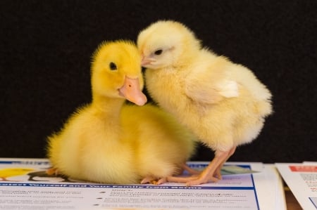 :) - bird, chicken, yellow, chick, spring, easter, black, duckling, pasari, cute