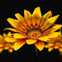 Golden Gerbera