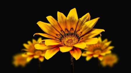 Golden Gerbera - Firefox theme, yellow, summer, daisy, gold, spring, flowers, floral, gerbera