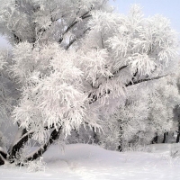 Jack Frost Tree Art