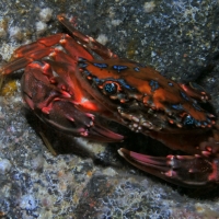 rainbow swimming crab