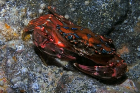 rainbow swimming crab - rainbow, rock, crab, swimming