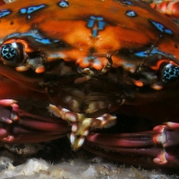 rainbow swimming crab