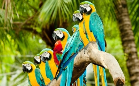 parrots - parrots, birds, branch, forest