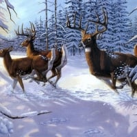 Deers in the snow