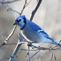 Blue Jay