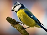 Blue Tit