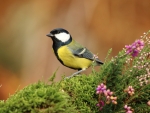 Blue Tit