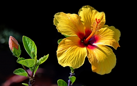 Hibiscus - black, yellow, exotic, hibiscus, flower