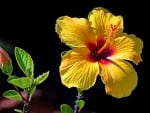 Hibiscus