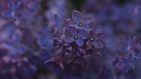 Lilac - skin, blue, lilac, spring, texture, flower