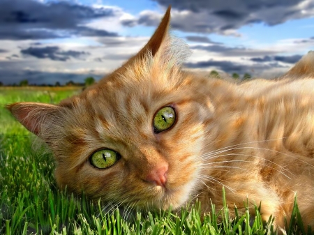 Cat - animal, ginger, green, eyes, pisici, grass, orange, cat