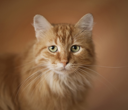 Cat - animal, ginger, eyes, pisici, face, orange, cat