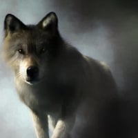 Portrait of a wolf