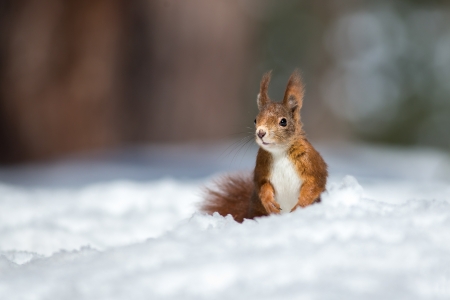 Squirrel - veverita, squirrel, iarna, snow, winter, animal, cute