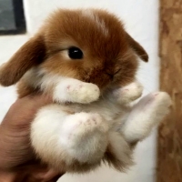 Bunny Fantasy Bunny