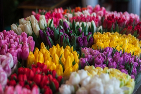 Beautiful tulips - pretty, beautiful, tulips, bunch, flowers, color