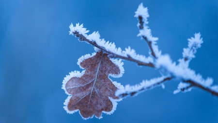 Frozen - white, macro, iarna, blue, winter, frozen, leaf