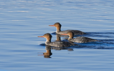 Ducks - birds, water, ducks, swimming