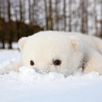 Baby Polar Bear First Snow