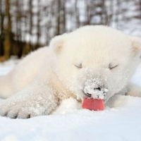 Baby Polar First Snow