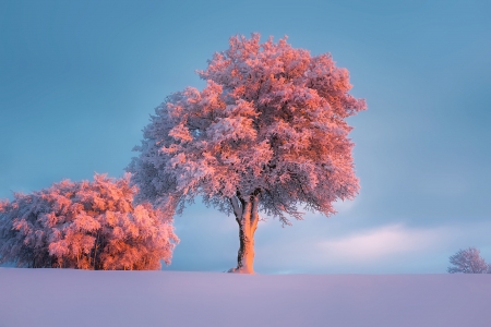 Winter trees - frost, trees, hoarfrost, snow