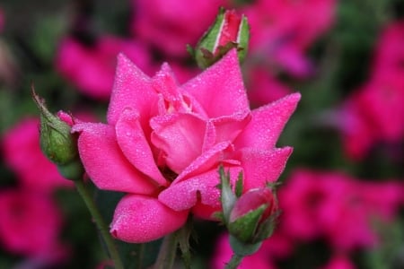 Roses - garden, rose, flower, pink