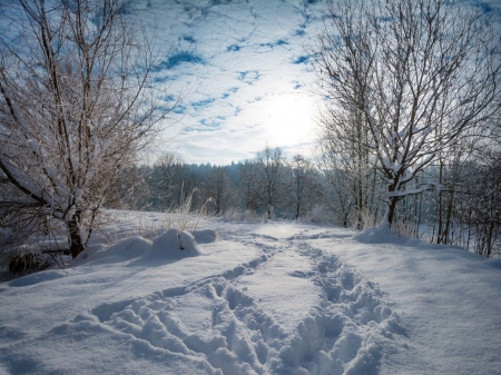 Beautiful winter - snow, ice, winter, tree