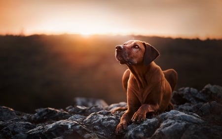 ridgebacks - cute, puppies, dogs, animals