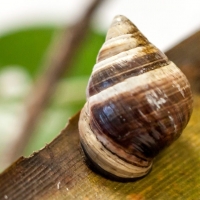 Last Snail  GEORGE Died On Oahu Island