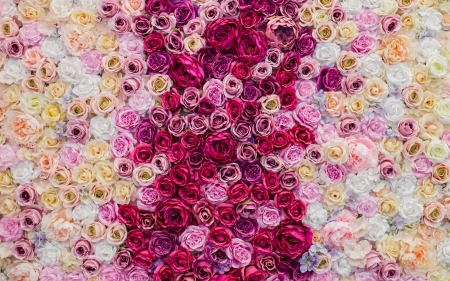 Roses - red, flower, rose, pink, trandafir, texture, skin