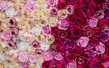 Roses - red, flower, rose, pink, trandafir, texture, skin