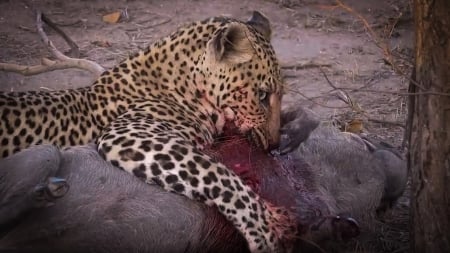 Dinner - predator, leopard, warthog, jungle, hunt