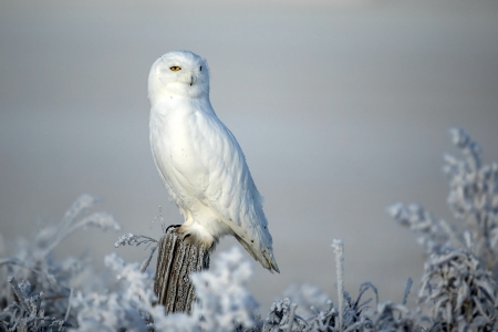 Snowy Owl - animal, owl, nature, snow